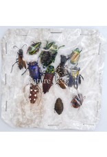 Unmounted / dried insect mix