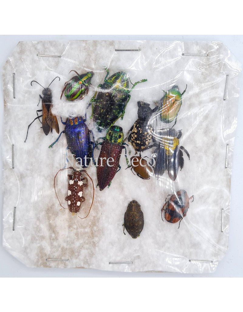 Unmounted / dried insect mix