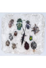 Unmounted / dried insect mix