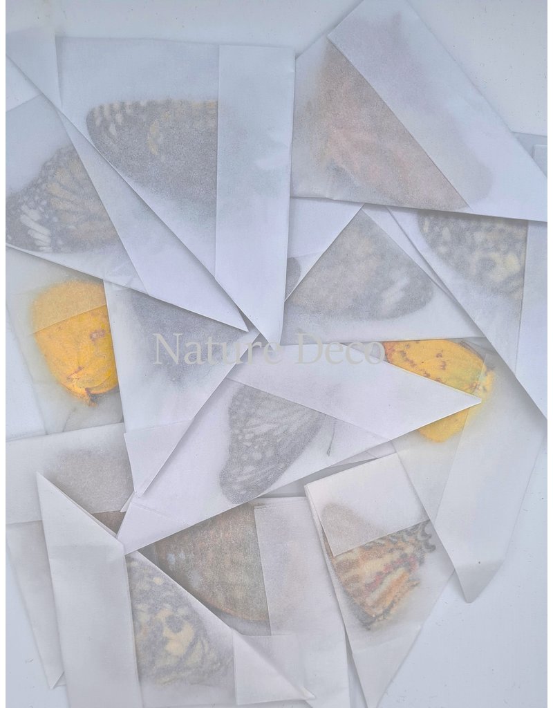 . Unmounted / dried  Thailand mix 10 pieces