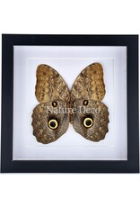 Nature Deco Caligo Eurilochus in luxury 3D frame 22 x 22cm