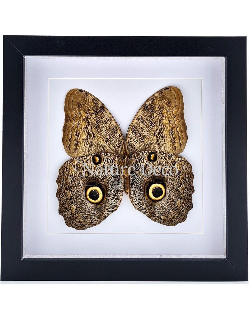 Nature Deco Caligo Eurilochus in luxe 3D lijst 22 x 22cm