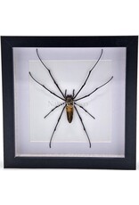 Nature Deco Nephilia Maculata in luxury 3D frame 22 x 22cm