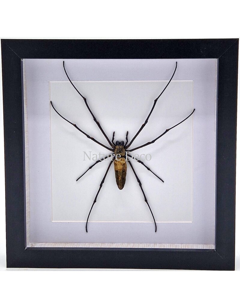 Nature Deco Nephilia Maculata (wielwebspin) in luxe 3D lijst 22 x 22cm