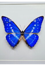 Nature Deco Morpho Cypris in luxe 3D lijst 22 x 22cm