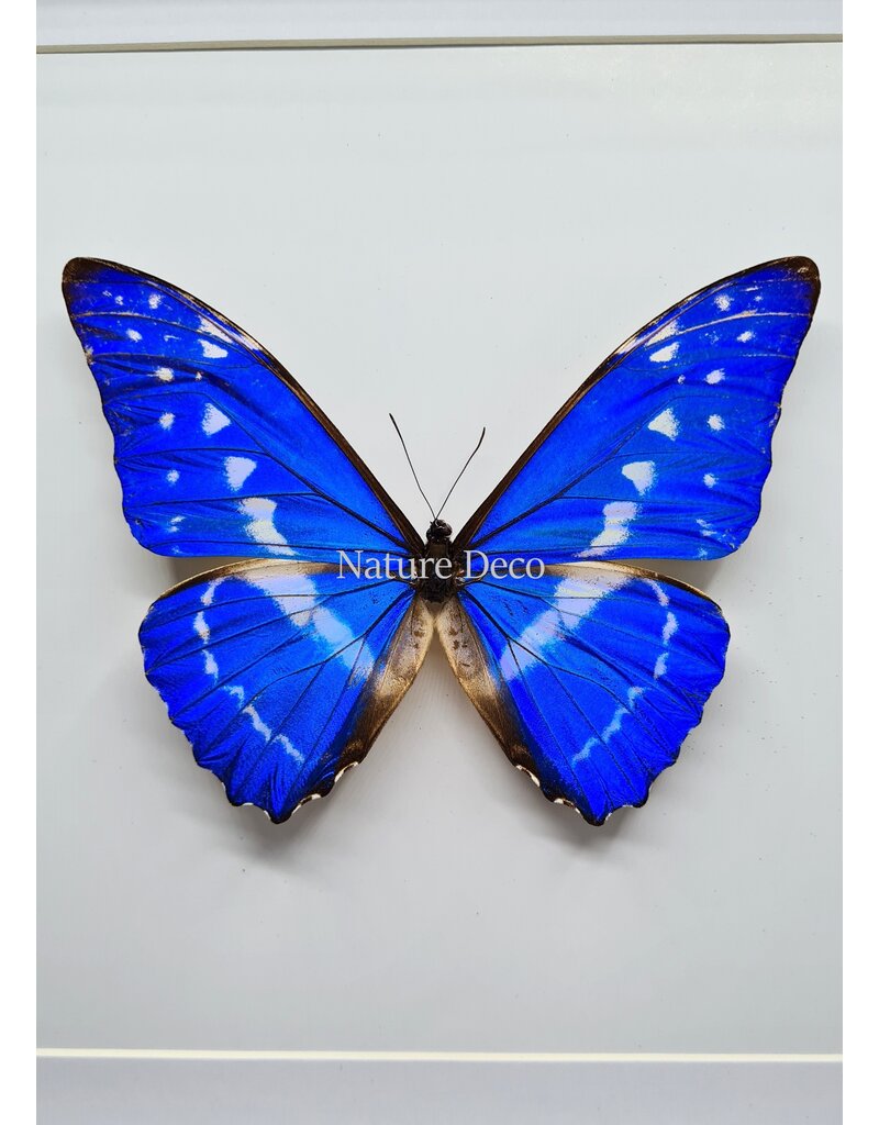 Nature Deco Morpho Cypris in luxe 3D lijst 22 x 22cm