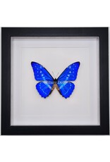 Nature Deco Morpho Cypris in luxe 3D lijst 22 x 22cm