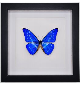 Nature Deco Morpho Cypris in luxe 3D lijst