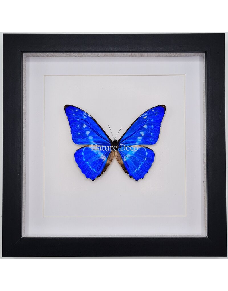 Nature Deco Morpho Cypris in luxe 3D lijst 22 x 22cm