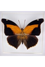 Nature Deco Histor Odius in luxe 3D lijst 17 x 17cm