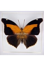 Nature Deco Histor Odius in luxury 3D frame 17 x 17cm