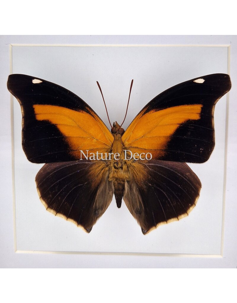 Nature Deco Histor Odius in luxe 3D lijst 17 x 17cm