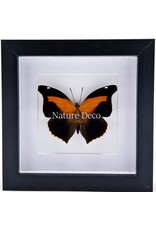 Nature Deco Histor Odius in luxe 3D lijst 17 x 17cm