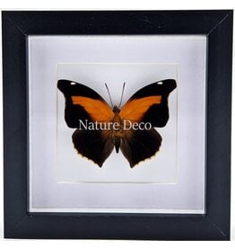 Nature Deco Histor Odius in luxe 3D lijst