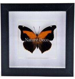 Nature Deco Histor Odius in luxury 3D frame