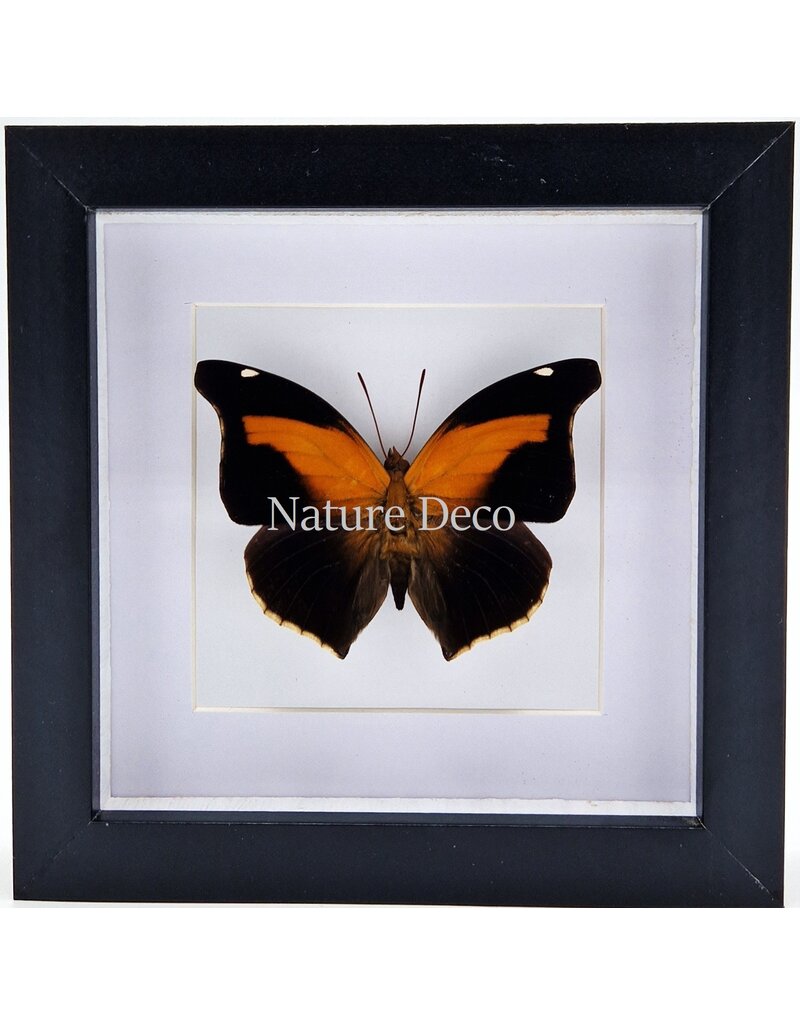 Nature Deco Histor Odius in luxury 3D frame 17 x 17cm