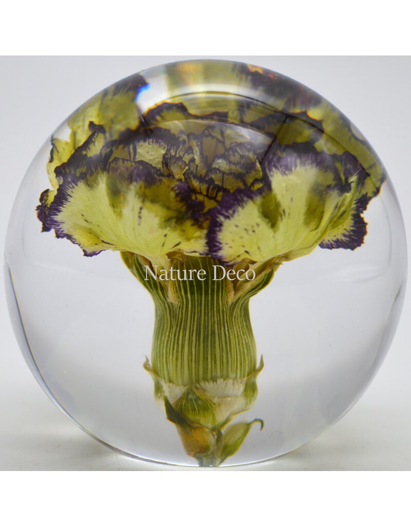 . Carnation purple in resin "sphere"