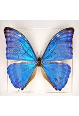 Nature Deco Morpho Adonis  in luxe 3D lijst 17 x 17cm