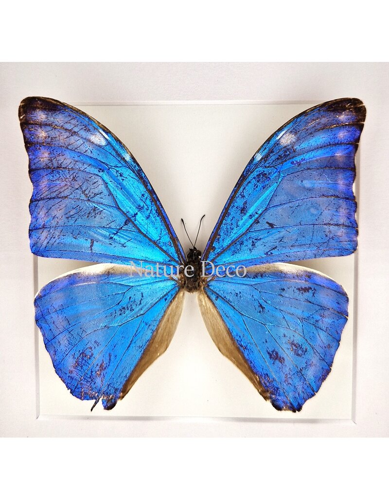 Nature Deco Morpho Adonis  in luxe 3D lijst 17 x 17cm