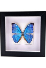 Nature Deco Morpho Adonis  in luxe 3D lijst 17 x 17cm
