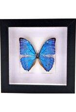 Nature Deco Morpho Adonis in luxury 3D frame 17 x 17cm