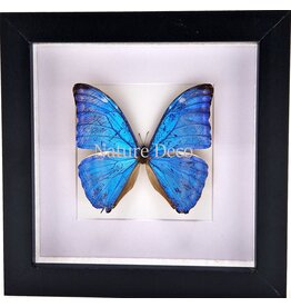 Nature Deco Morpho Adonis in luxury 3D frame