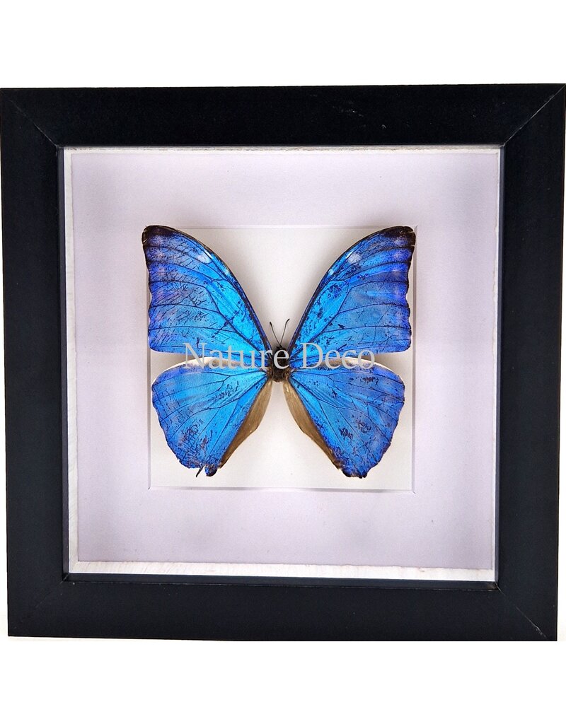 Nature Deco Morpho Adonis  in luxe 3D lijst 17 x 17cm