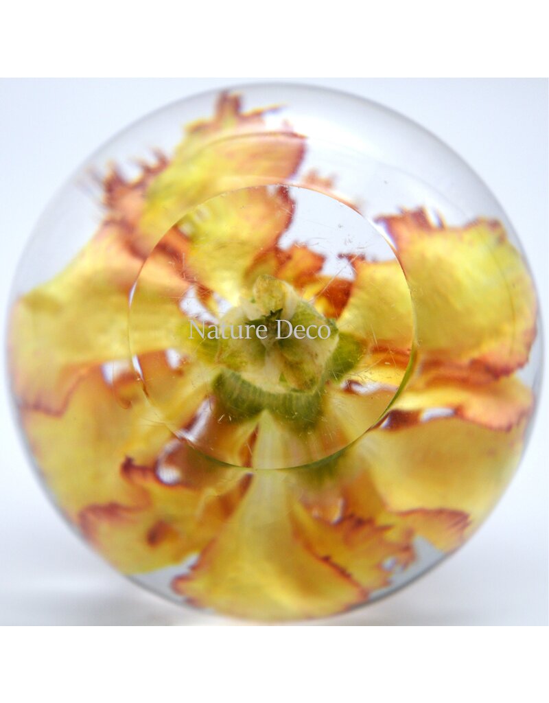 . Carnation orange in resin "sphere"