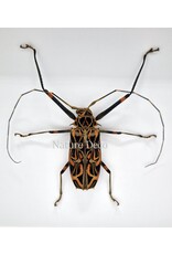 Nature Deco Acrocinus Longimanus (harlequin longhorn beetle) in luxury 3D frame 22 x 22cm