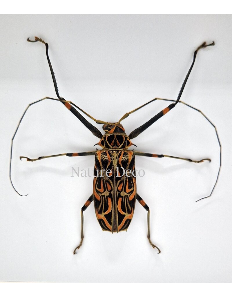 Nature Deco Acrocinus Longimanus (harlequin longhorn beetle) in luxury 3D frame 22 x 22cm