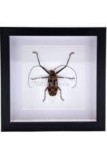 Nature Deco Acrocinus Longimanus (harlequin longhorn beetle) in luxury 3D frame 22 x 22cm