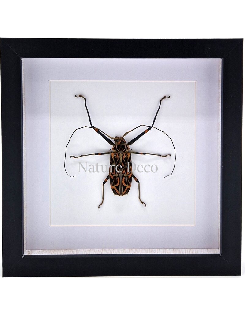 Nature Deco Acrocinus Longimanus (harlequin longhorn beetle) in luxury 3D frame 22 x 22cm