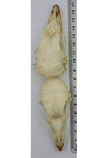 . Fazantschedel (Phasianus colchicus)