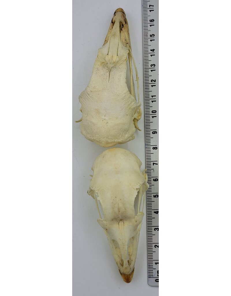 . Fazant schedel (Phasianus colchicus)