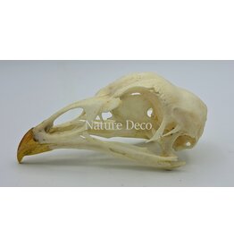 . Pheasant skull