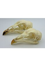 .  Pheasant skull (Phasianus colchicus)