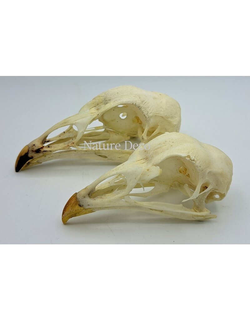 .  Pheasant skull (Phasianus colchicus)