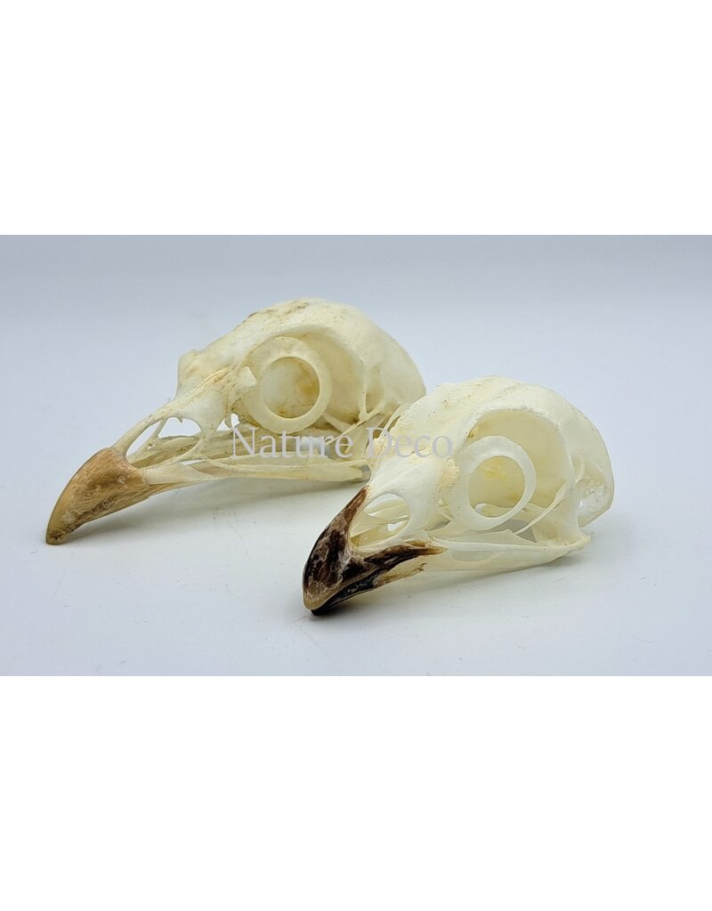 . Chicken skull