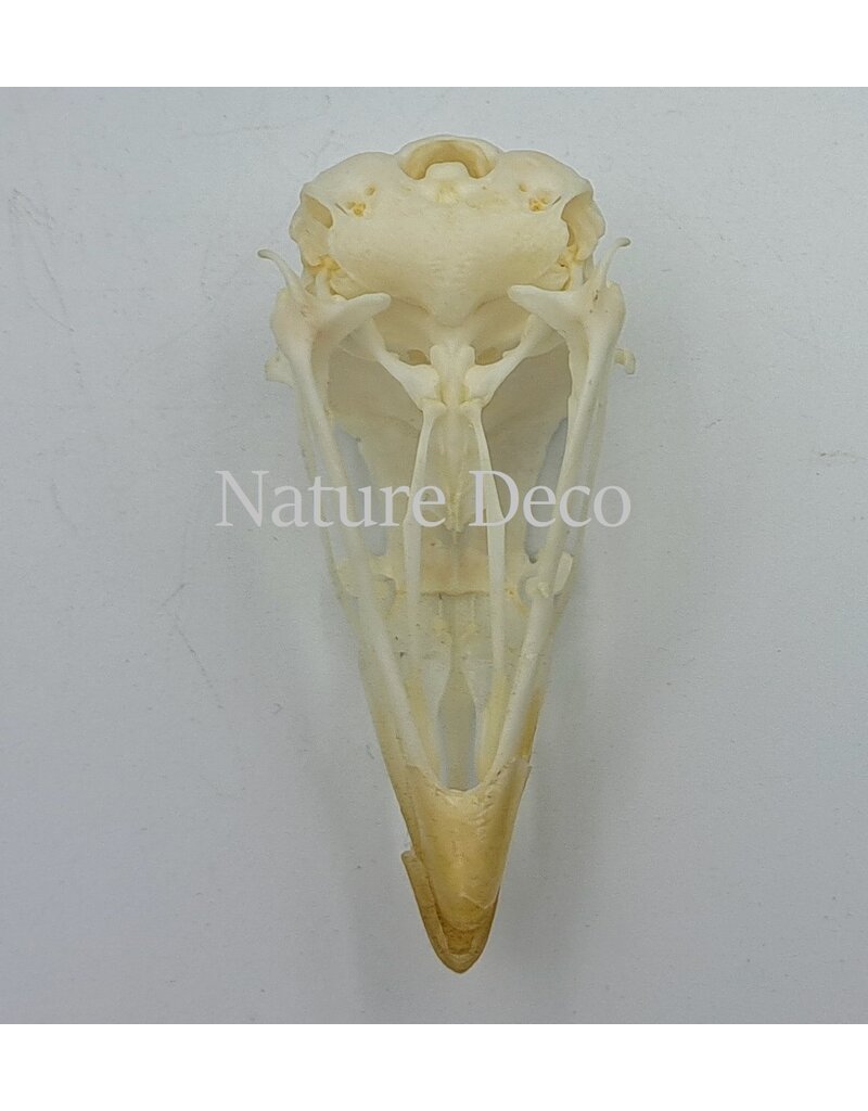 . Chicken skull