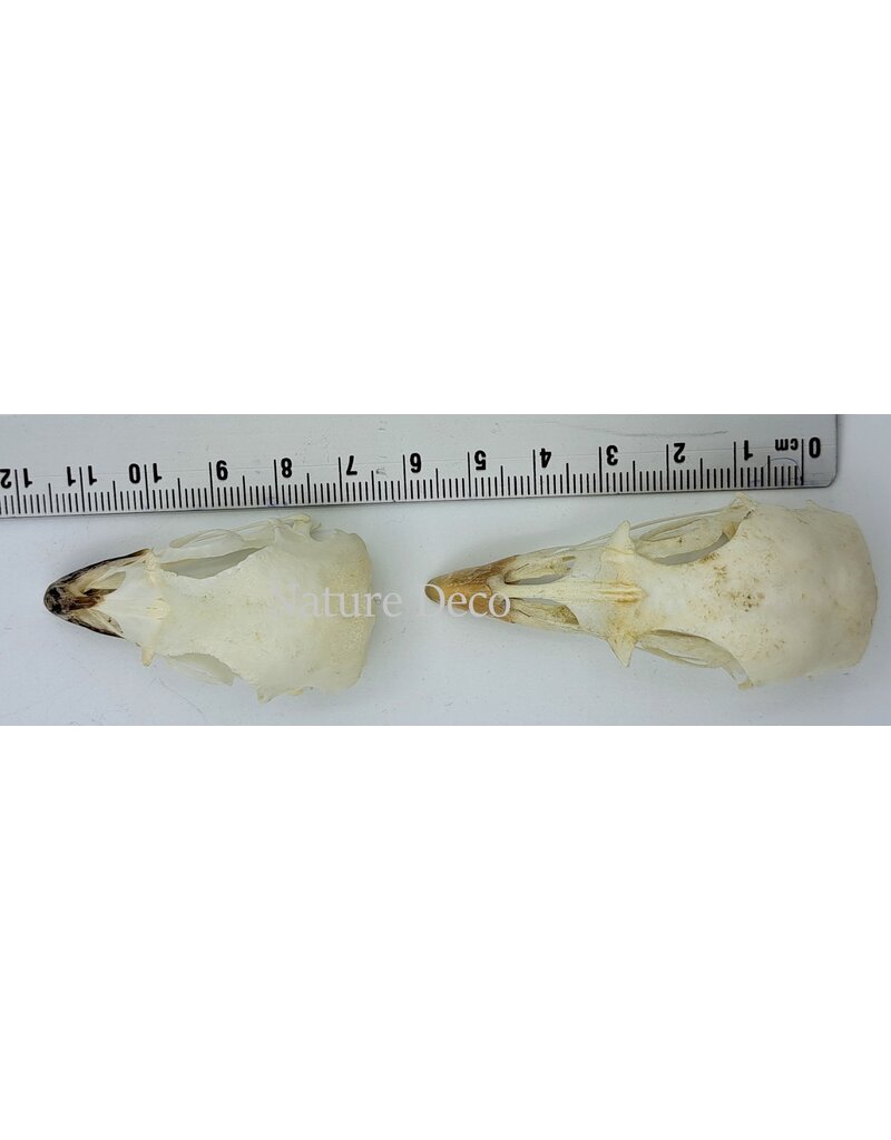 . Chicken skull