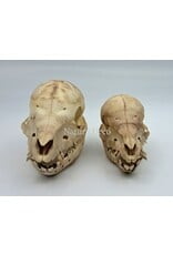 Piglet Baby pig skull