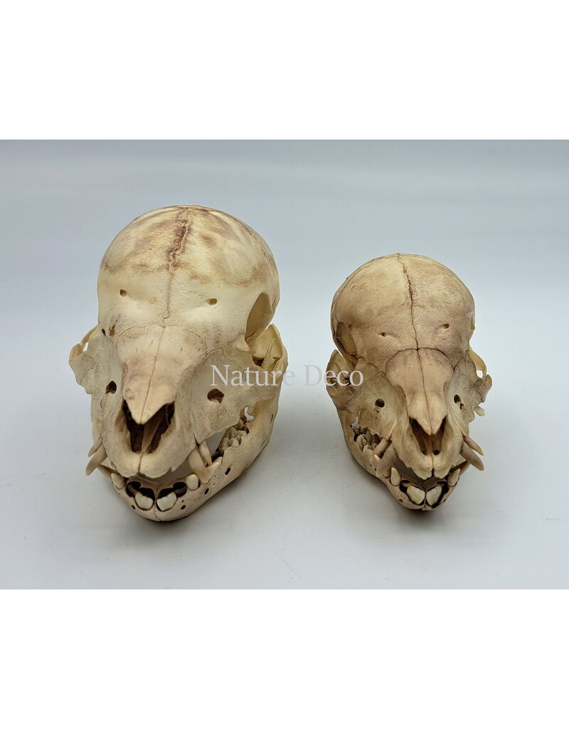 Piglet Baby pig skull