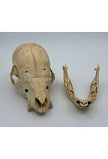 Piglet Baby pig skull