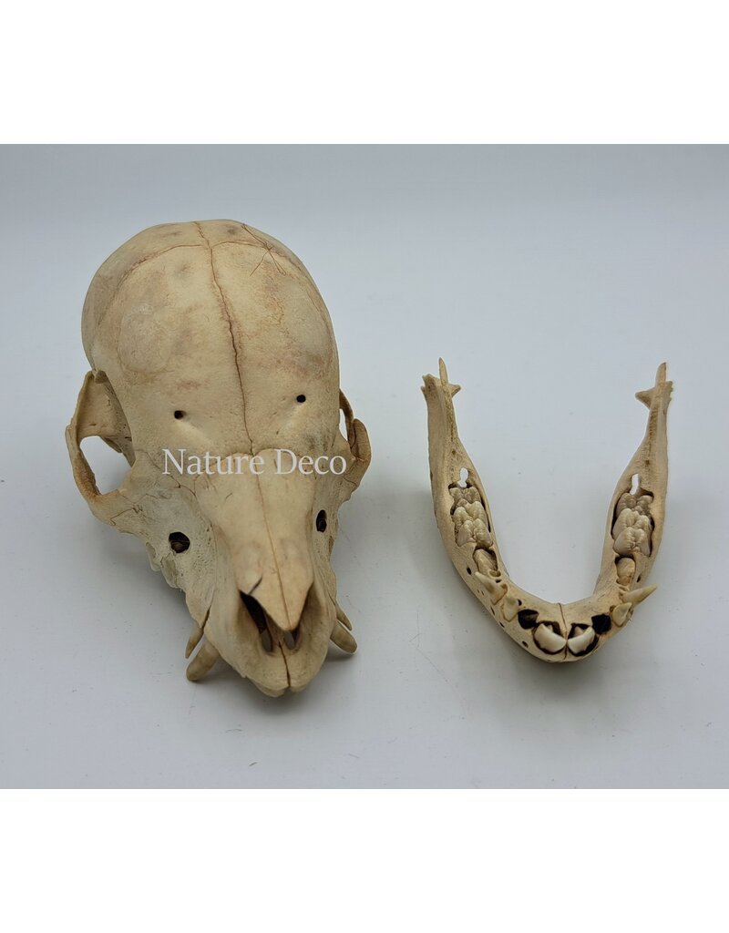 Piglet Baby pig skull