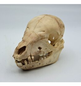 Piglet skull