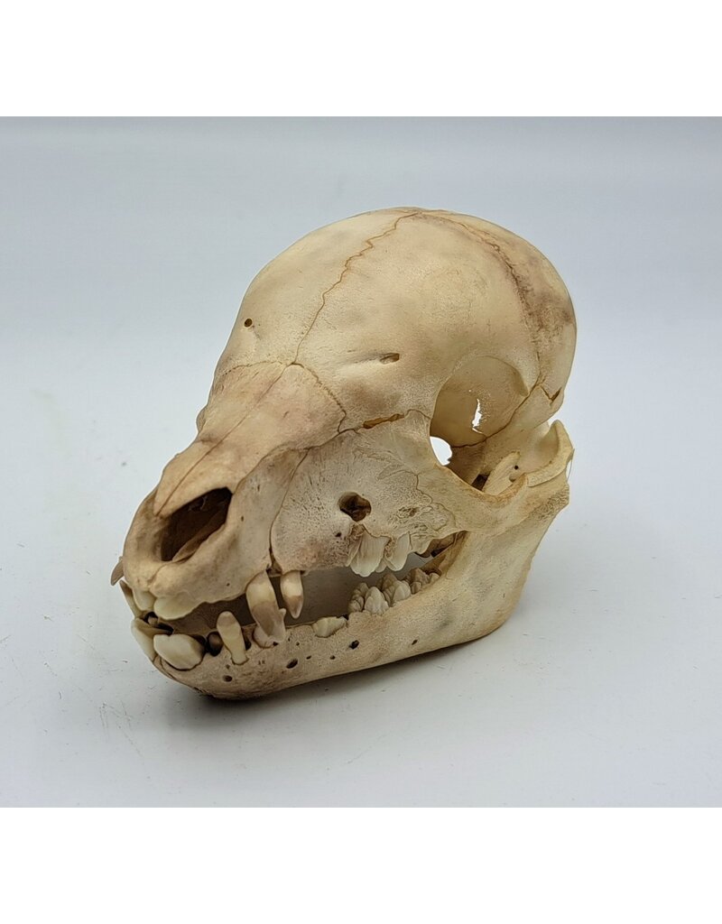 Piglet Baby pig skull