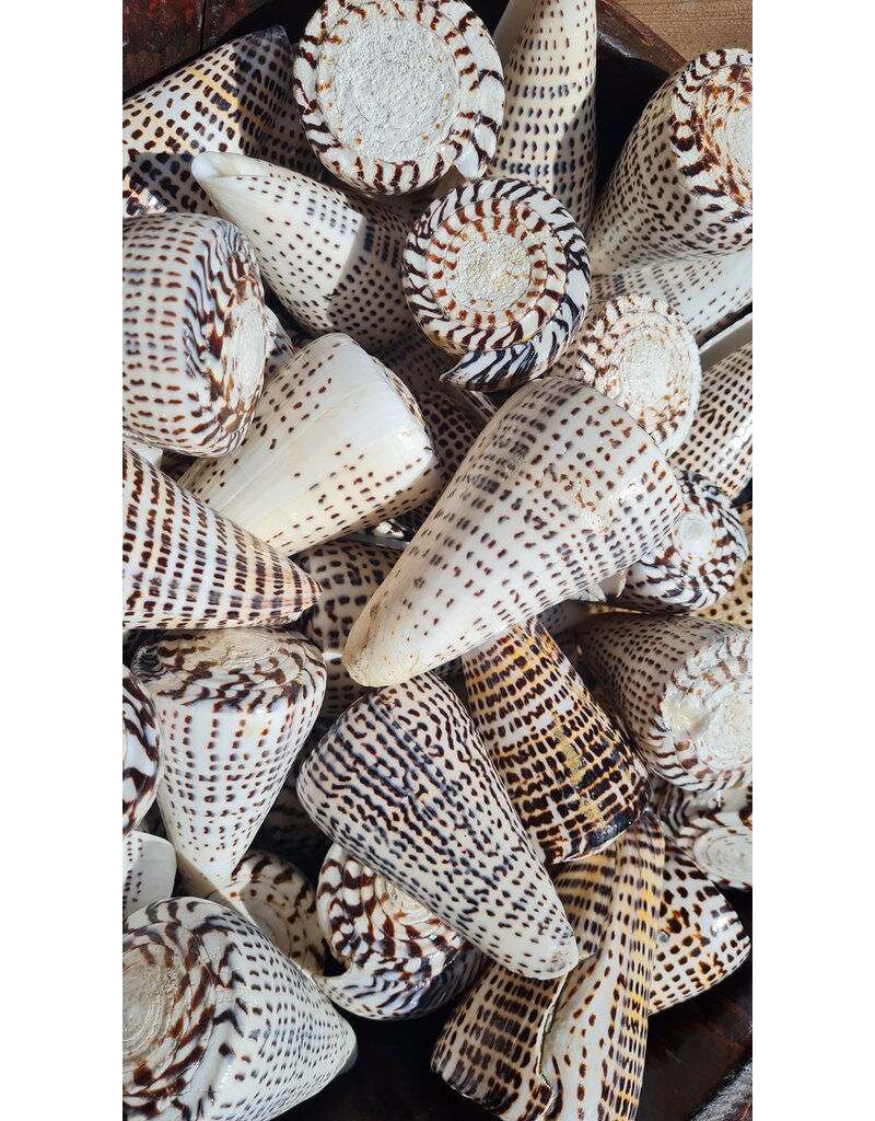 . Shell Conus Leopardus