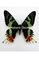 Nature Deco Starter set butterfly mounting DELUXE