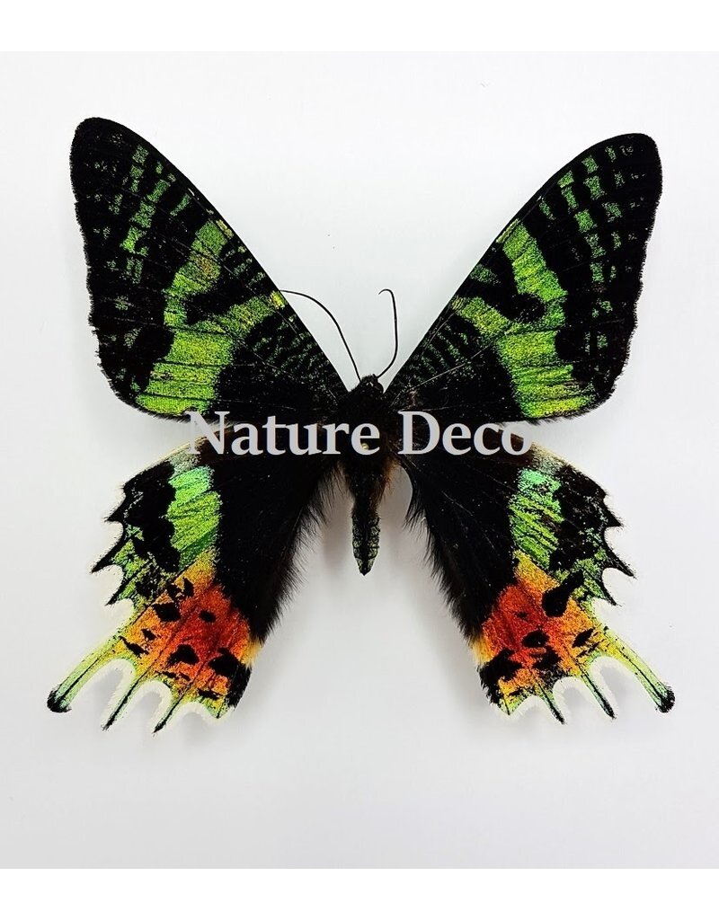 Nature Deco Starter set butterfly mounting DELUXE