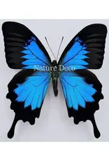 Nature Deco Starter set butterfly mounting DELUXE